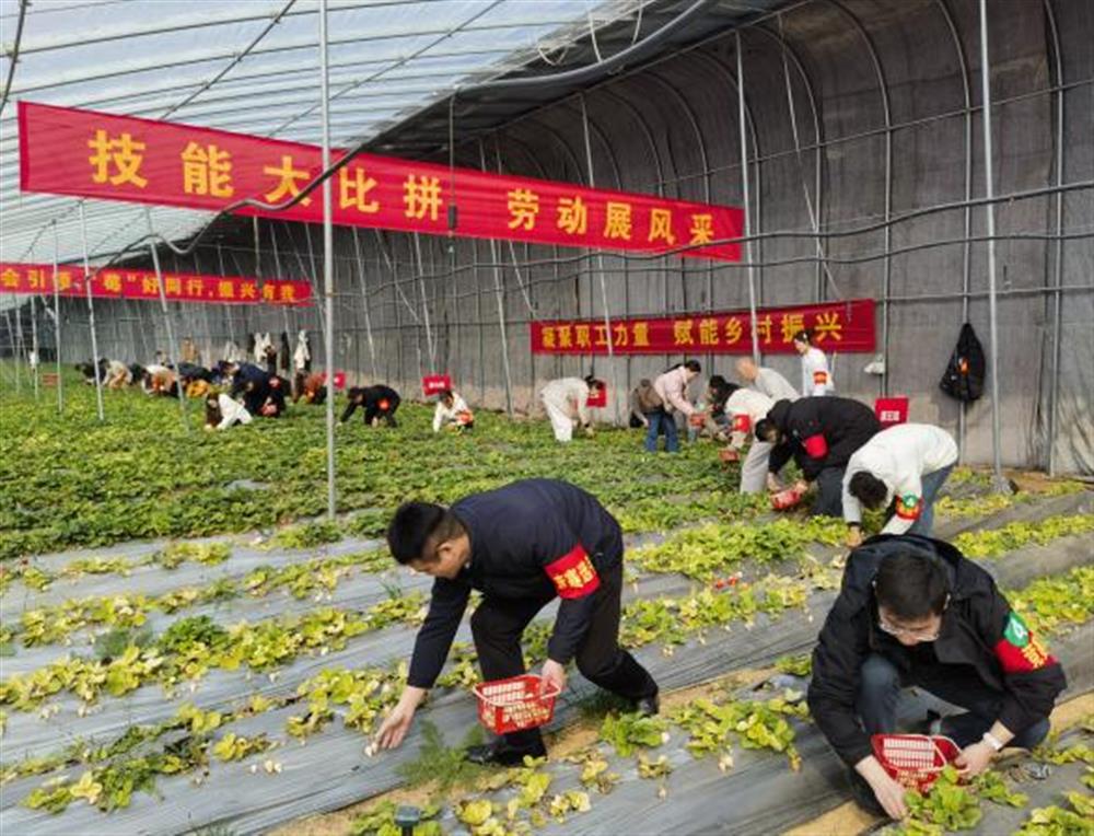 采摘竞技展风采！产发集团参加工会助力乡村振兴“十大行动”工友创业园劳动竞赛